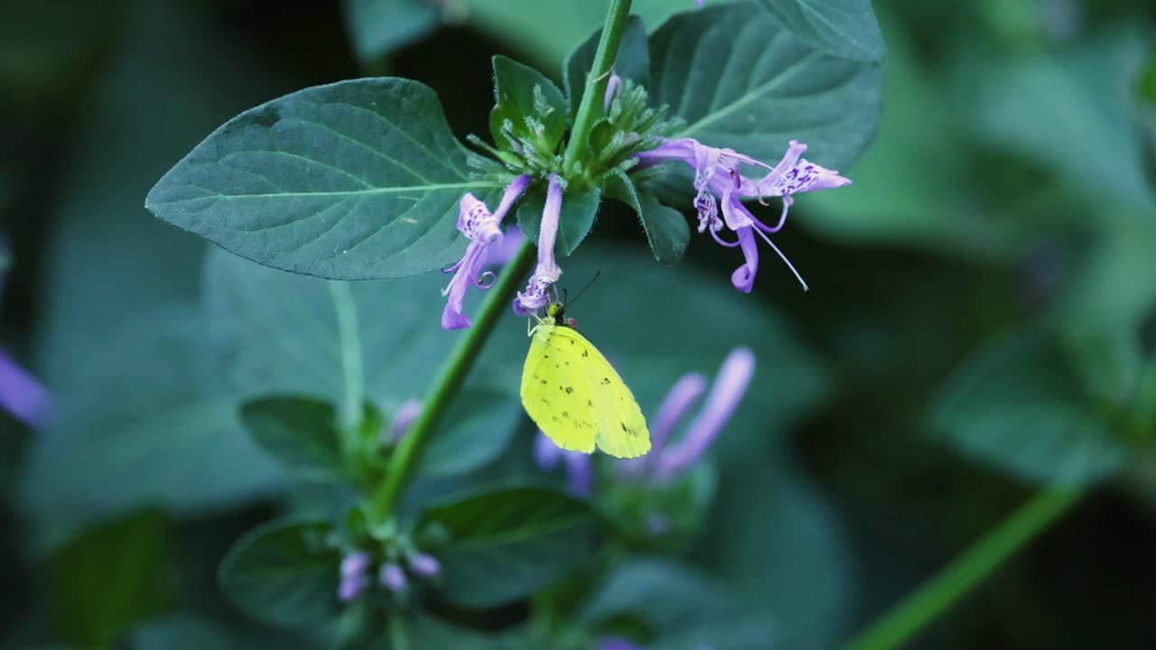 mariposa amarilla interactuando con las flores púrpuras