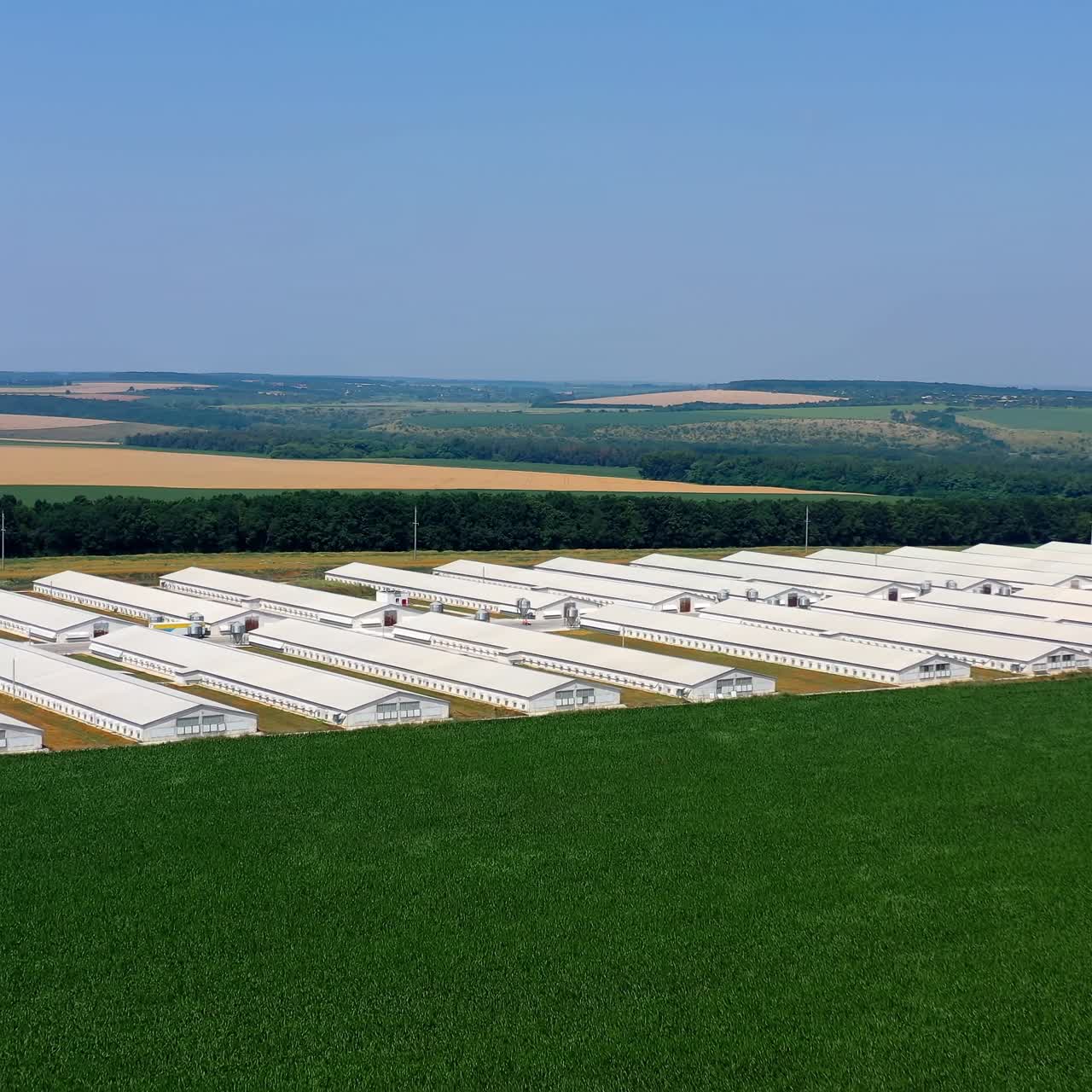 Contemporary farm on green field. Large territory of agribusiness with barnhouses on nature landscape. Aerial view