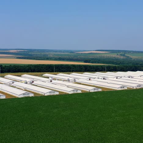 contemporary farm on green field. large territory of agribusiness with barnhouses on nature landscape. aerial view
