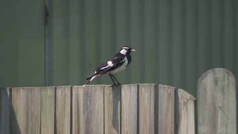 male magpie-lark mudlark perched on fence in garden australia maffra gippsland victoria