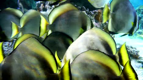 tropical fishes closeup - sunburst butterflyfish