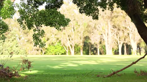 a tranquil park setting with lush greenery, sunlit trees, and a peaceful atmosphere captured in gold coast, australia