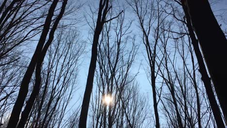 walking on a forest road with the sun up in the sky and the sunlight getting through the tree branches on early spring season