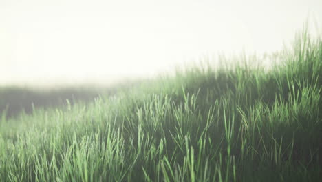 lush green grass swaying gently in the morning light on a serene landscape