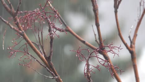 rain drops falling on burgundy tree branches