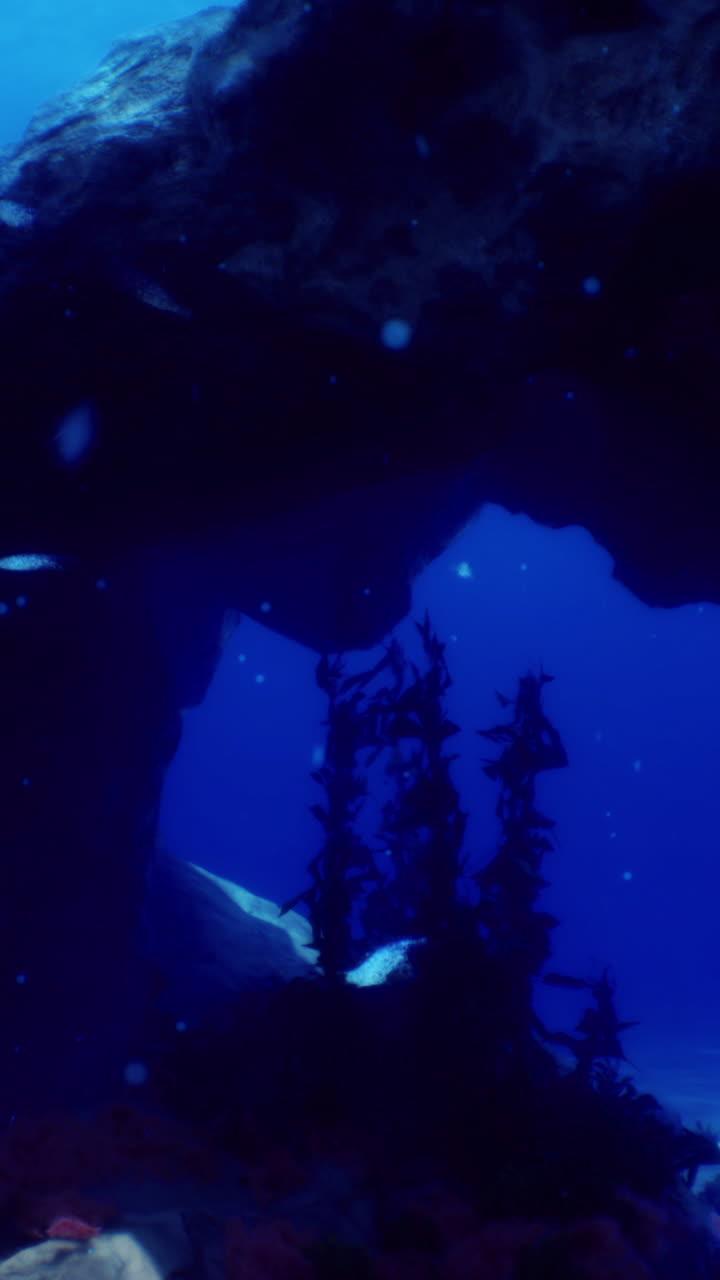 Cave diving uncovers vibrant marine life in serene blue waters