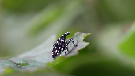 A-spotted-lantern-fly-on-a-leaf-in-the-forest-in-the-green-of-summer