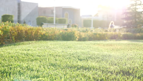 el césped del parque en un día soleado