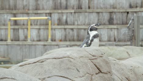 Clip-En-Cámara-Lenta-De-Un-Pingüino-En-Un-Zoológico-Sentado-Sobre-Una-Roca-Con-El-Punto-De-Vista-De-La-Audiencia-Al-Fondo