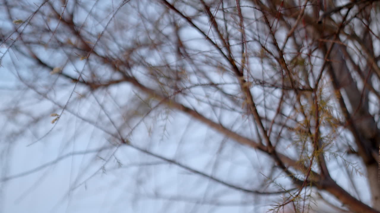 A dry and cold tree in the winter.