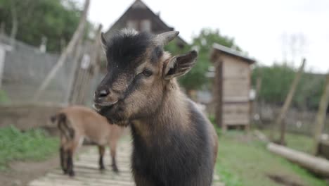 Nahaufnahme-Einer-Süßen-Kleinen-Braunen-Ziege,-Die-Sich-Selbst-Ernährt,-Während-Eine-Andere-Kleine-Ziege-Dahinter-Steht