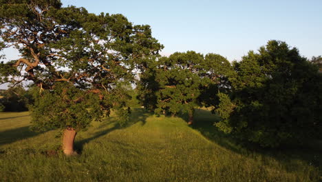 A-drone-view-travelling-through-lush-green-trees-in-full-summer-foliage-in-early-evening-golden-sunlight,-Worcestershire,-England