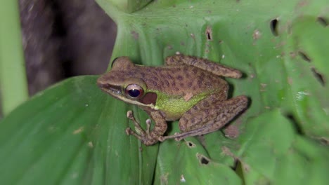 malayan white-lipped frog on leaf