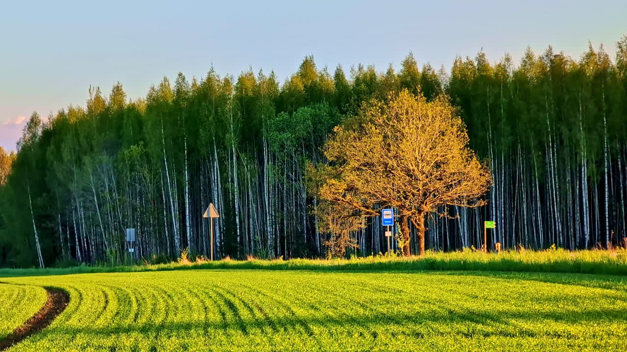 Lone Tree and Green Crops in Field With Birch Forest Background at Sunset