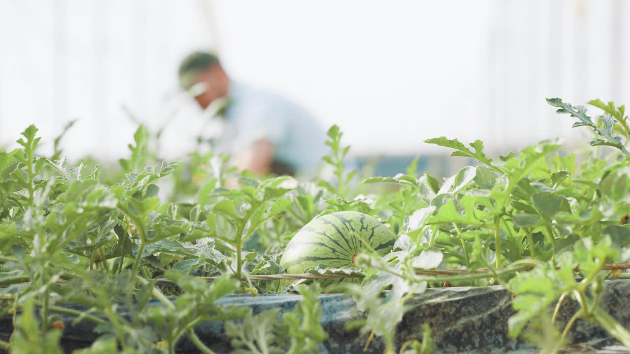 Growing watermelon in greenhouse: farmer taking care of plants