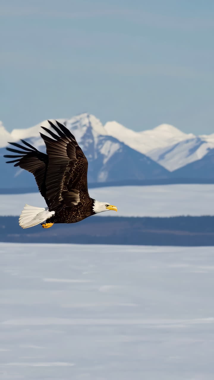 Bald Eagle Soaring Over Snowy Mountain Landscape
