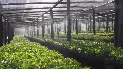 irrigation system of a greenhouse watering the yerba mate in slowmotion at daylight