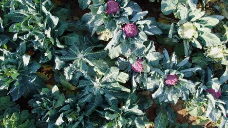 aerial reveals white and purple cauliflower heads ready for harvest, others already cut