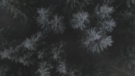 a flyby from the ground over the treetops revealing a hilly landscape in the background