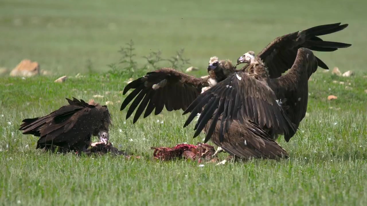 Gruppo di avvoltoi monaci che si nutrono di una carcassa in un campo erboso