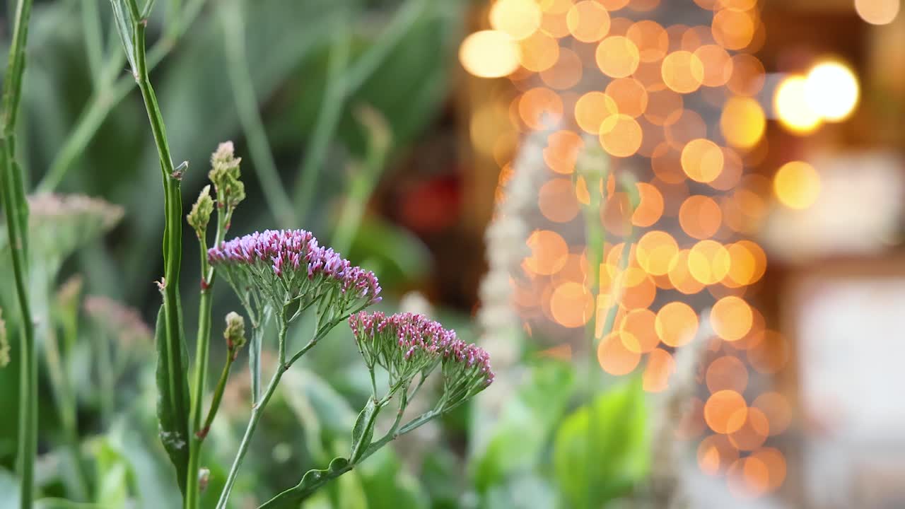 흐릿한 축제 불빛으로 꽃의 클로즈업