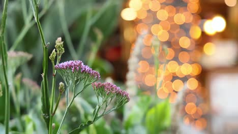 close-up of flower with blurred festive lights