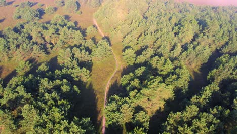 vista aérea del paisaje de la reserva natural del parque nacional veluwe en países bajos