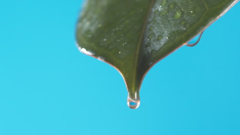 Gotas-De-Agua-Gotean-De-La-Hoja-Verde-Sobre-El-Fondo-Azul