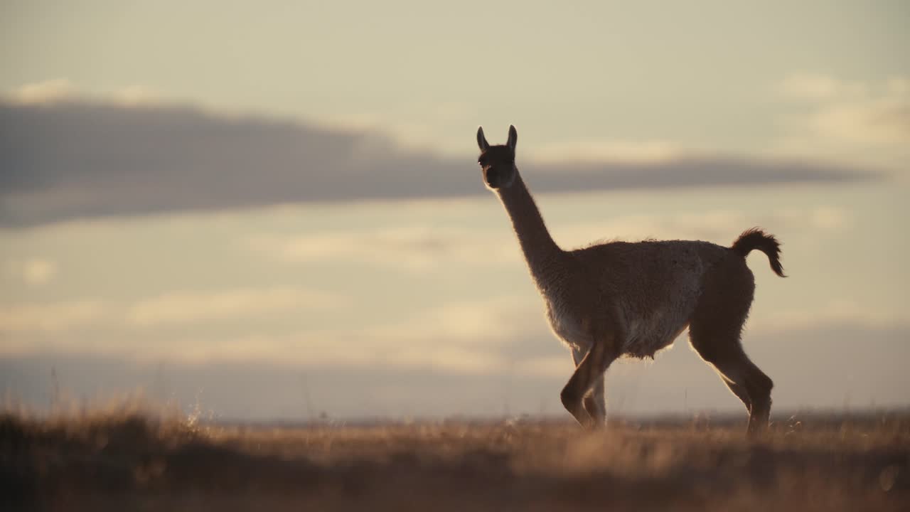 lama caminando por el sur de argentina durante el amanecer en cámara lenta