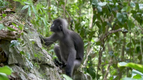 dusky leaf monkey or spectacled langur  climbing up