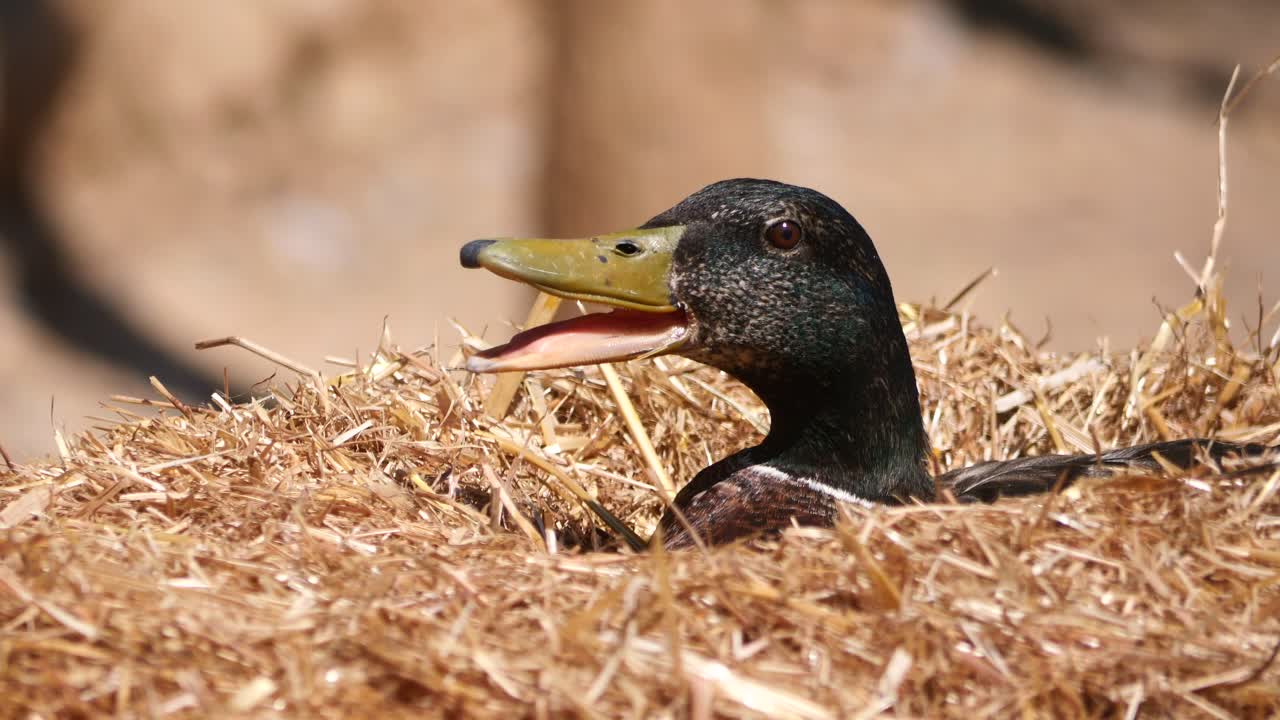 Duck in Hay