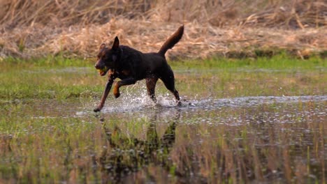 happy dog fetching a ball, running through shallow water, and splashing around