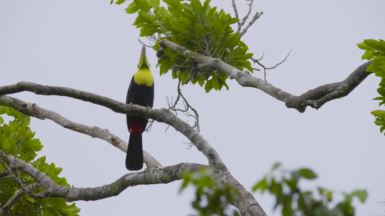 A vibrant toucan perched on a tree branch