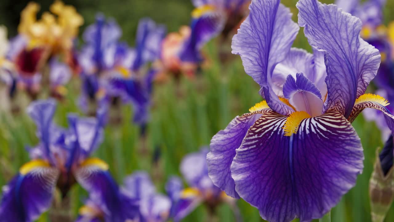 Close-up video of vibrant purple irises in a garden, captured at eye level, showcasing intricate
