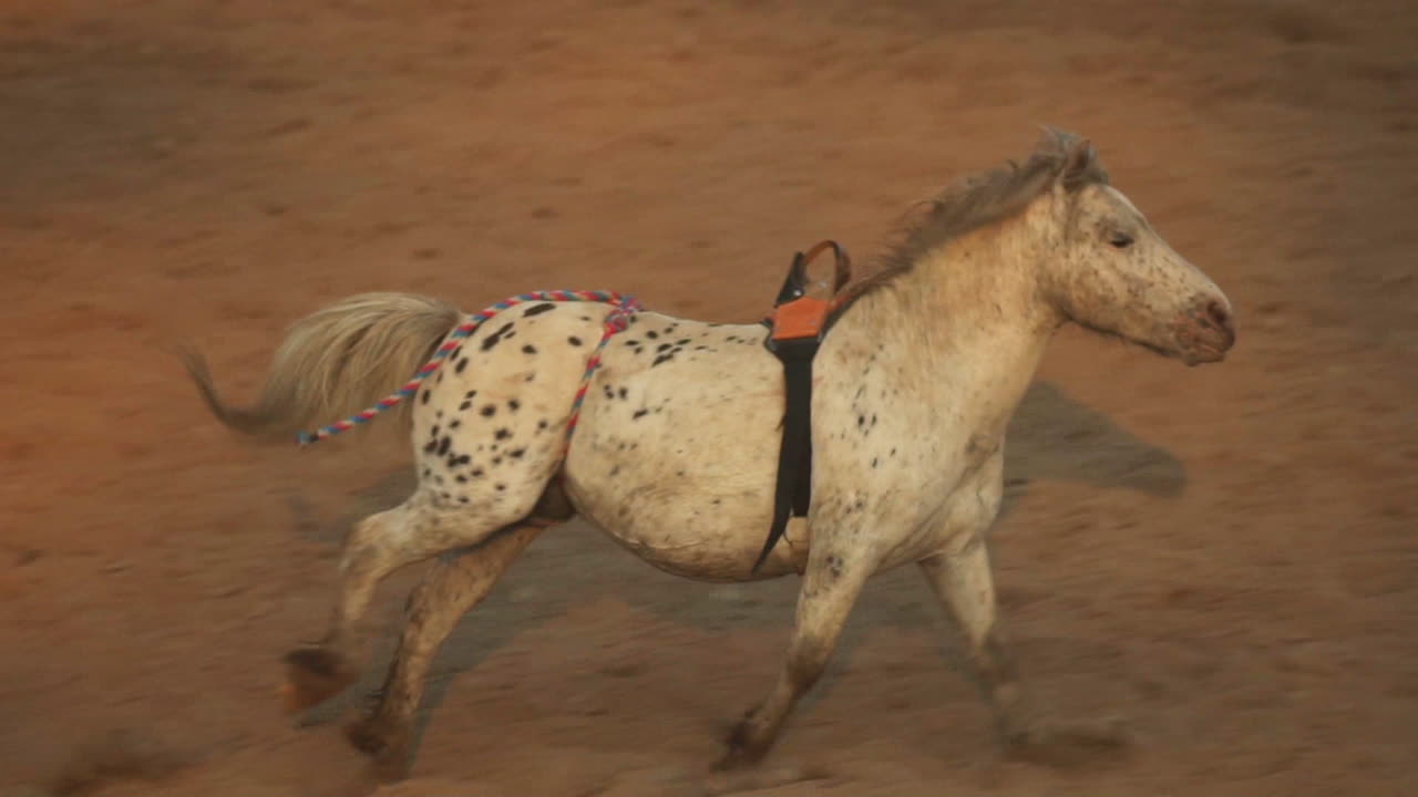 caballo blanco corre en el campo en las colinas, animal mitológico, 4k