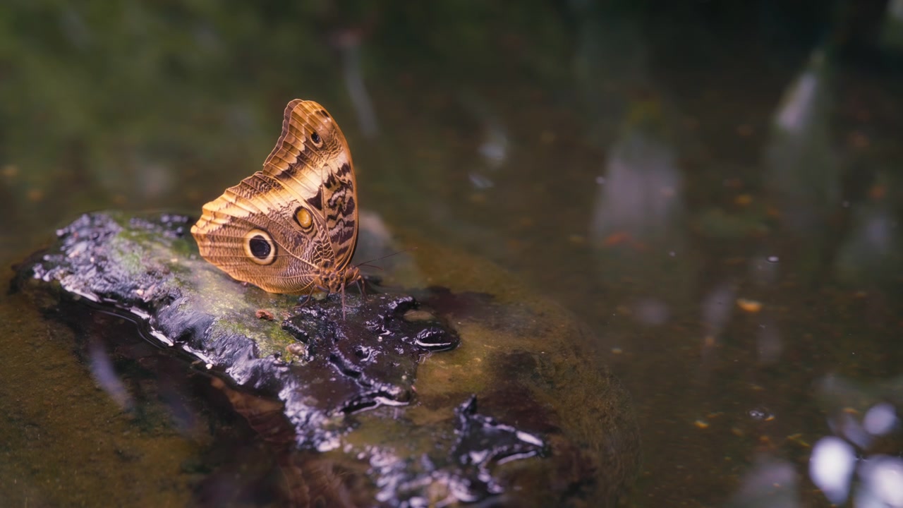 Close up of a giant owl butterfly sitting on a rock in a pond