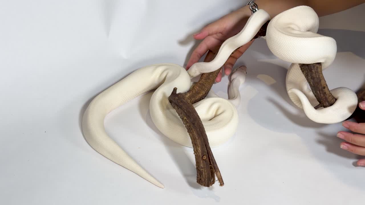 Un pitone reale leucistico bianco si muove lungo un ramo di legno scuro su uno sfondo bianco