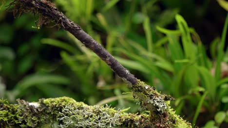 A hummingbird flies through a tropical forest in Ecuador, South America