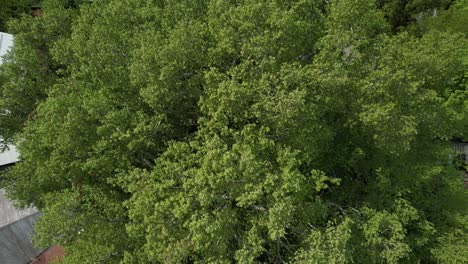 árbol-De-Avión-Histórico-En-Inkaya