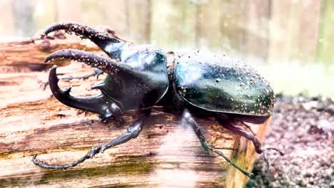 escarabajo de cuerno de malasia