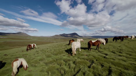 herd of horses grazing in a green mountain landscape
