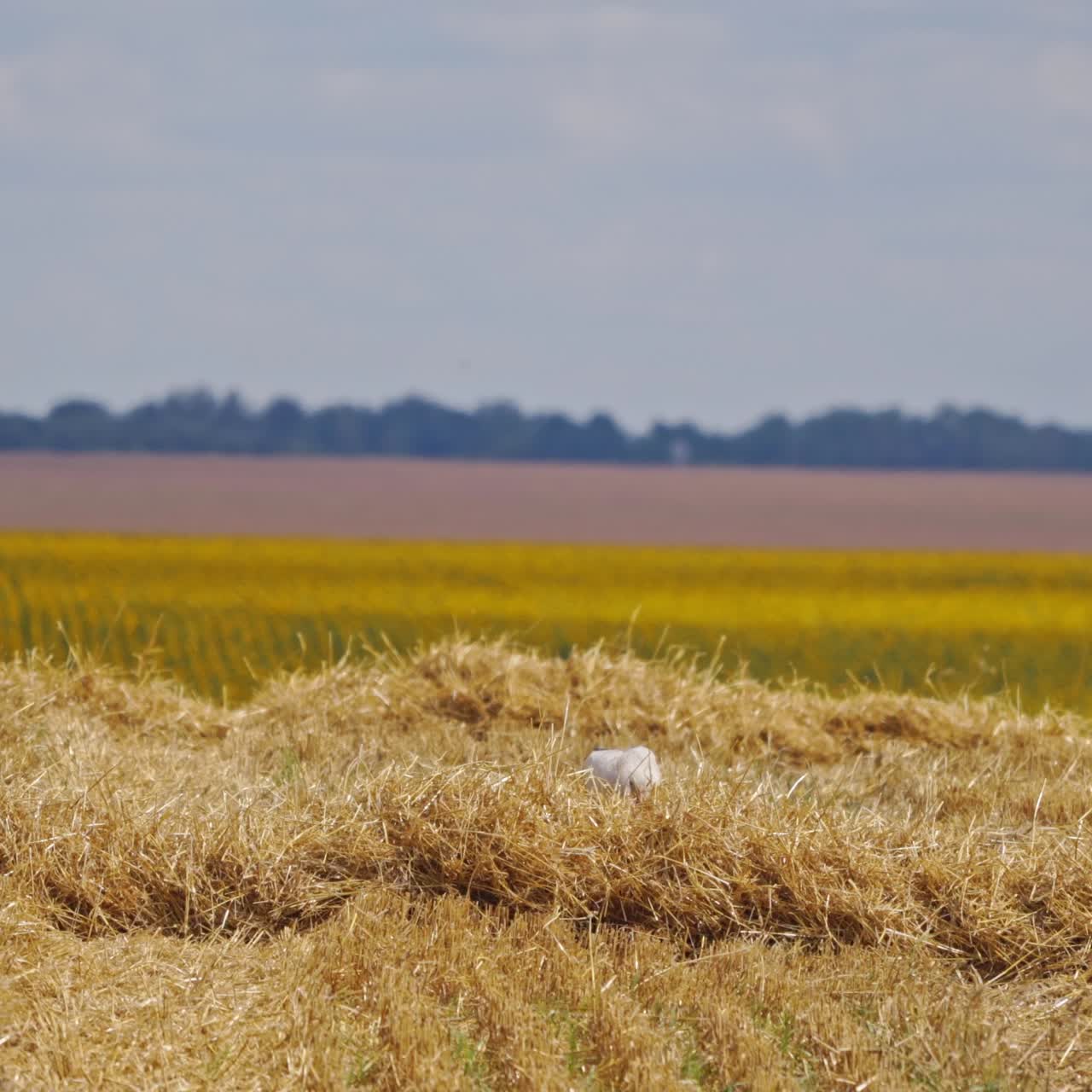 Stork walking alone on the field. Beautiful white and black bird looking for food after harvesting in a bright sunny day among nature.