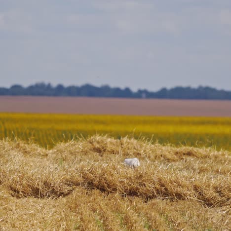 stork walking alone on the field. beautiful white and black bird looking for food after harvesting in a bright sunny day among nature.