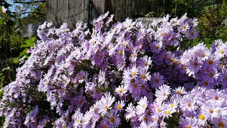 Bee-pollinating-a-bush-of-purple-flowers-in-slow-motion