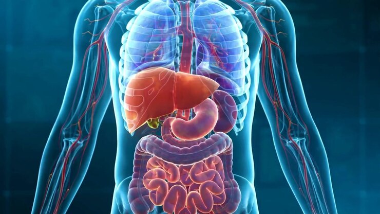 Human Body With Glowing Liver Highlighted Inside Torso in Medical Visualization