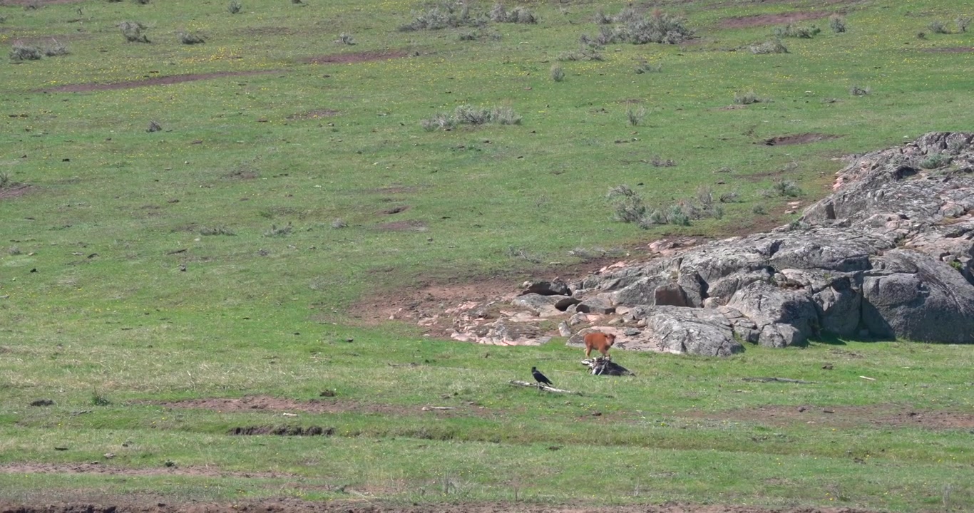 Un cucciolo di bisonte solitario corre attraverso il paesaggio in cerca di sua madre, che è introvabile