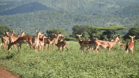 Impala-herd-grazes-in-breezy-green-grass-of-African-savanna,-Static-Wide-Shot