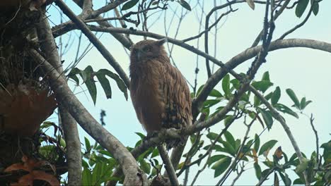 Looking-to-the-right-and-then-switching-its-claws-on-it-perch,-the-juvenile-Buffy-Fish-Owl-Ketupa-ketupu-is-trying-to-balance-itself-while-resting-on-the-tree-in-the-national-park-in-Thailand