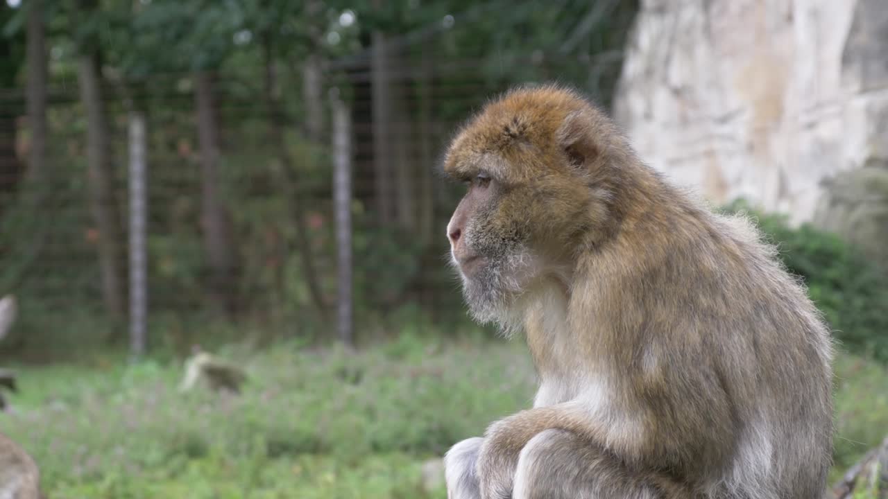 primer plano de un macaco barbary, mono macaca sylvanus comiendo y sentado en una roca bajo la lluvia, apehnheul, apeldoorn, países bajos