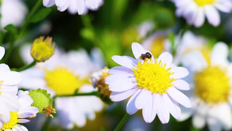 close-up of a bee on a white daisy flower